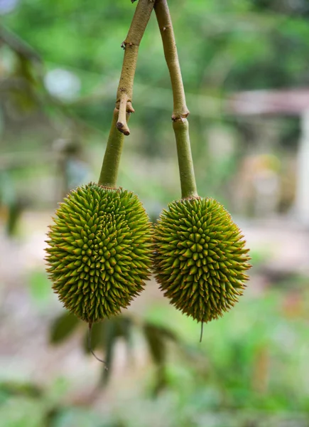 Young durian fruit on the tree — Stock Photo, Image