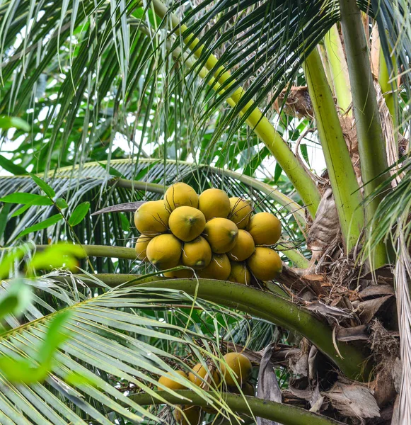Verse kokosnoten op de boom — Stockfoto