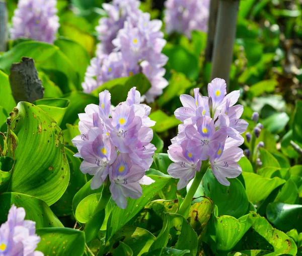 Tanaman Hyacinth dan bunga di kolam — Stok Foto