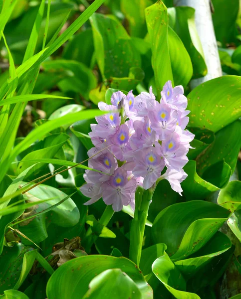 Plantas de jacinto y flores en el estanque — Foto de Stock