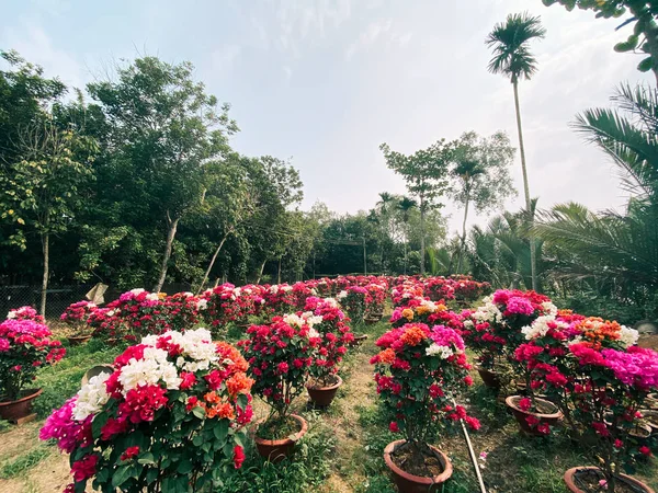 Fleurs Bougainvillaea Fleurissant Jardin Dans Delta Mékong Vietnam — Photo