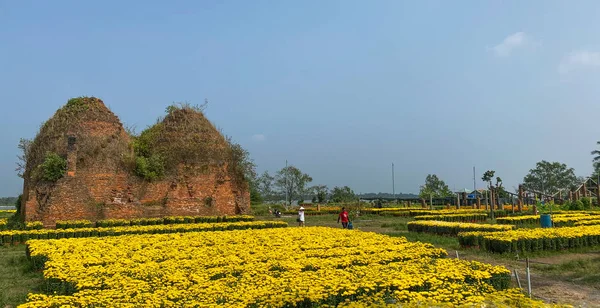 Ben Tre Vietnam 2020年1月18日 ベトナムのメコンデルタの春にマリーゴールドの花のフィールドを持つ古代のレンガ造りの庭 — ストック写真