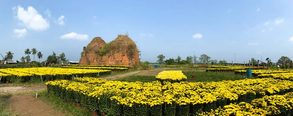 Starobylá Cihelna Květinovým Polem Marigold Jaře Deltě Mekongu Vietnamu — Stock fotografie