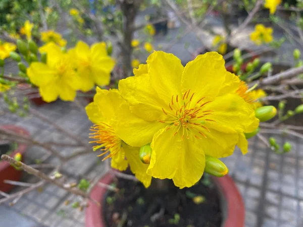 Цветы Ochna Integerrima Весной Вьетнаме Цветок Типичное Растение Вьетнамского Нового — стоковое фото