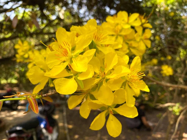 Цветы Ochna Integerrima Весной Вьетнаме Цветок Типичное Растение Вьетнамского Нового — стоковое фото