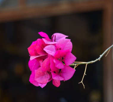 Bougainvillaea çiçekleri Mekong Delta, Vietnam 'daki bahçede çiçek açıyor..