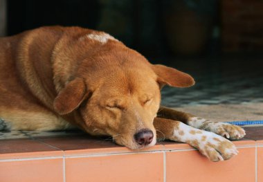 Laos 'un eski kasabası Luang Prabang' da bir köpek uyuyor..