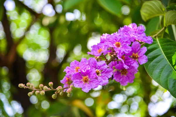 Lagerstroemia Hermoso Ramo Naturaleza Borroso Fondo Día Soleado — Foto de Stock