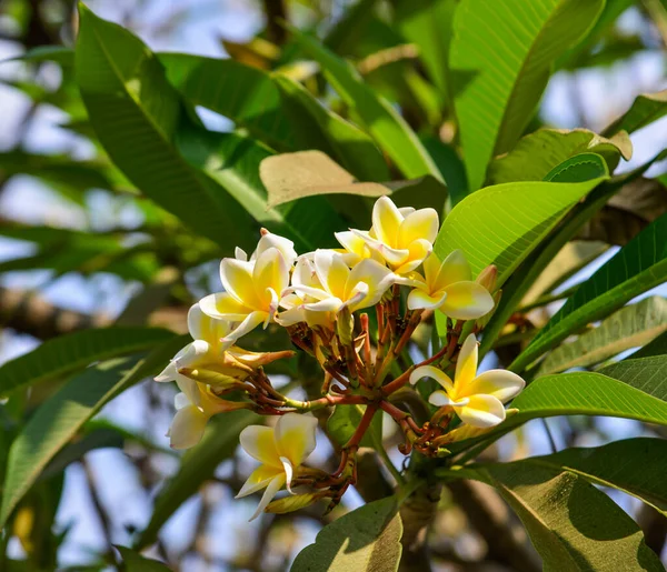 Plumenia Flores Árbol Día Soleado Primavera — Foto de Stock