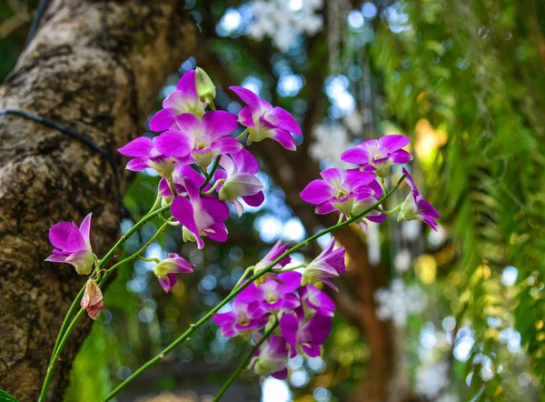 Floare Orhidee Pentru Frumusețe Design Agricol Frumoasă Floare Orhidee Grădină — Fotografie, imagine de stoc