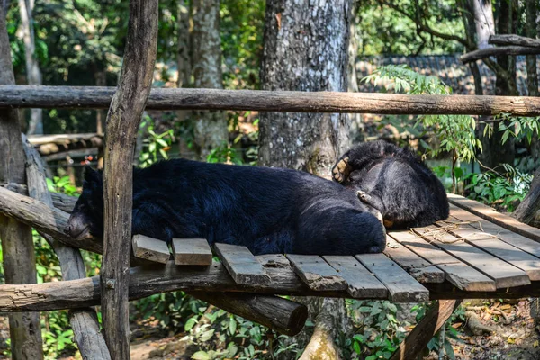晴れた日に動物園で黒いクマ — ストック写真