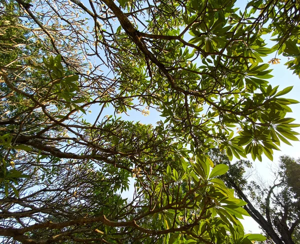 Zöld Fák Teteje Erdőben Vientiane Közelében Laosz — Stock Fotó