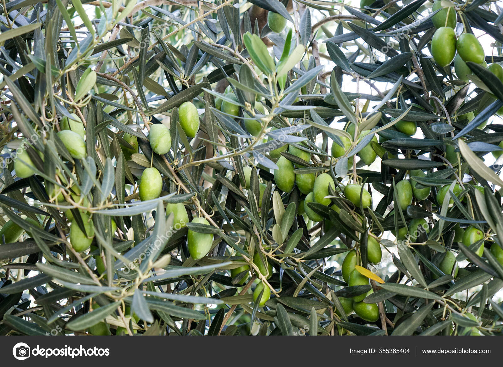 Frutos Azeitona Arvore Dia Ensolarado Tbilisi Georgia Stock Photo C Phuongphoto 355365404