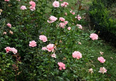 Saigon, Vietnam 'da bahar zamanı gül bahçesi.