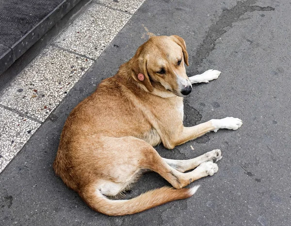 Cão Sem Teto Brincando Rua Tbilisi Geórgia — Fotografia de Stock