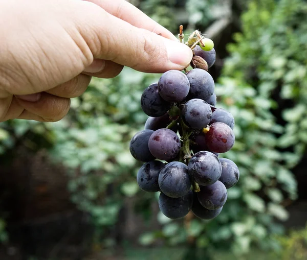 Grapefrukter Trädgården Sommardagen Natur Bakverk — Stockfoto