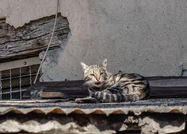 Gato Está Tomando Sol Azotea Vieja Casa Tiflis Georgia — Foto de Stock
