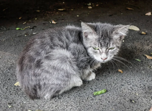 Кошка Загорает Улице Тбилиси Грузия — стоковое фото