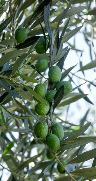 Оливковые Плоды Дереве Солнечный День Тбилиси Грузия — стоковое фото