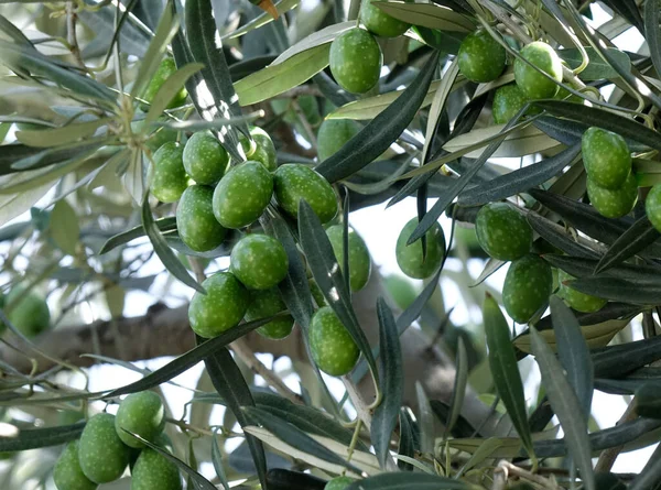 Frutas Olivo Árbol Día Soleado Tiflis Georgia —  Fotos de Stock