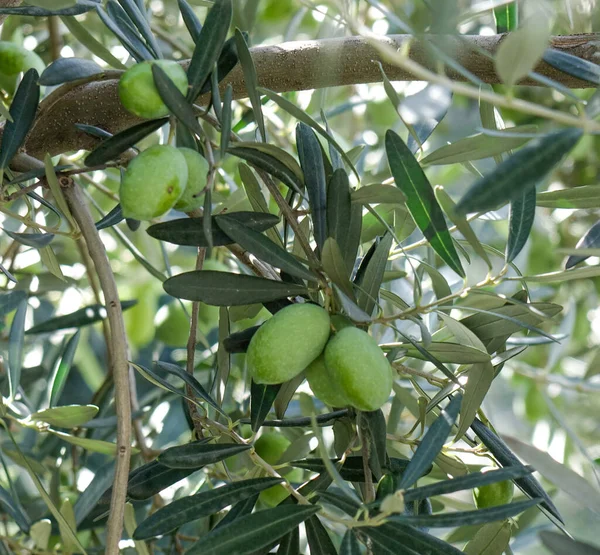 Frutas Olivo Árbol Día Soleado Tiflis Georgia — Foto de Stock