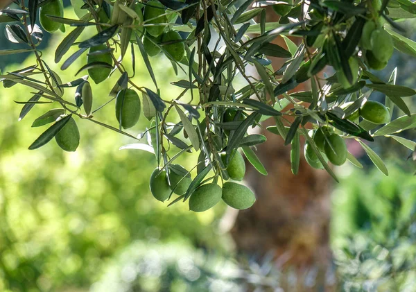 Frutas Olivo Árbol Día Soleado Tiflis Georgia — Foto de Stock