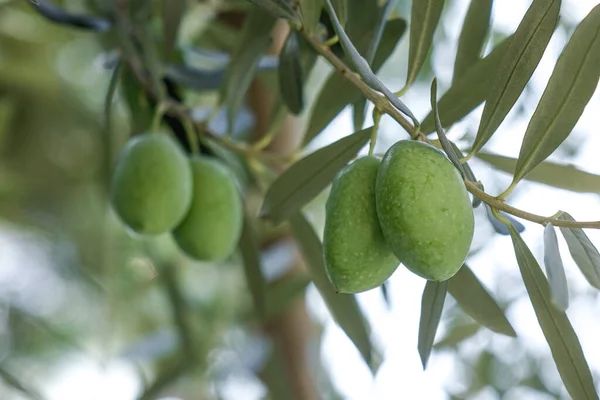 Frutas Olivo Árbol Día Soleado Tiflis Georgia — Foto de Stock