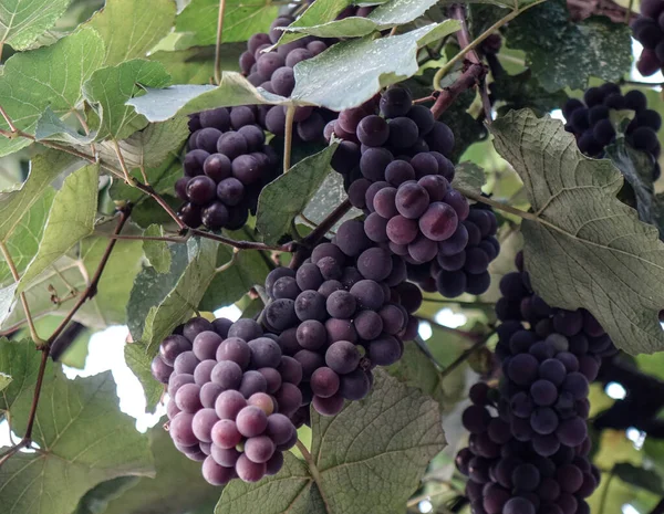 Виноградні Плоди Саду Літній День Природа Баккара — стокове фото