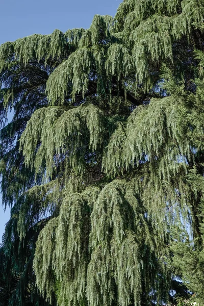 Árvores Verdes Dia Ensolarado Jardim Botânico Tbilisi Geórgia — Fotografia de Stock