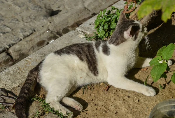 Gato Jugando Jardín Día Soleado —  Fotos de Stock