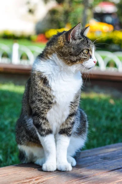 Gatto Che Gioca Giardino Nella Giornata Sole — Foto Stock