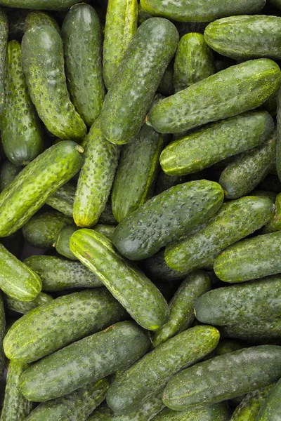 Verse komkommers achtergrond — Stockfoto