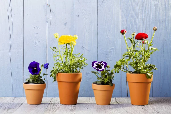 Bloemen in potten klaar voor verplanten — Stockfoto