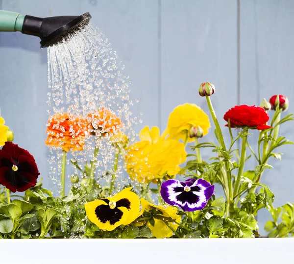 Arroser les fleurs dans le jardin de la maison ou sur le balcon — Photo