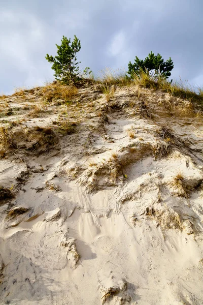 Αμμοθίνες στην ακτή της Βαλτικής — Φωτογραφία Αρχείου