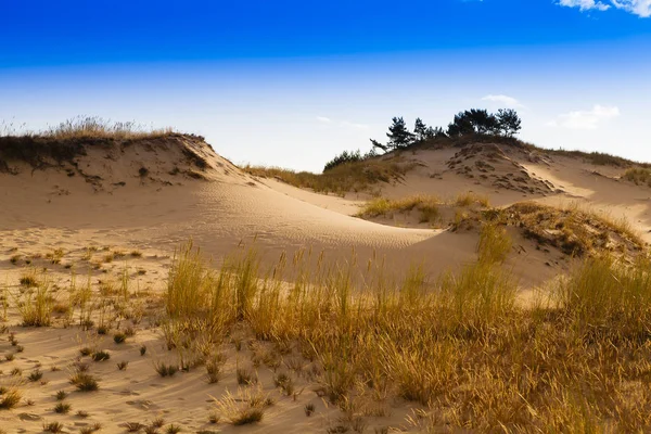 Kum tepeleri Baltık kıyısında 