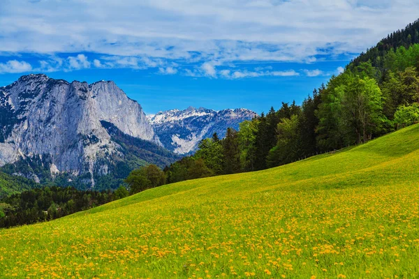 雪の峰を背景に緑、春の高山草原 — ストック写真