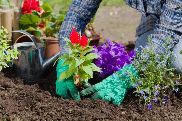 Plantando flores na casa do jardim — Fotografia de Stock