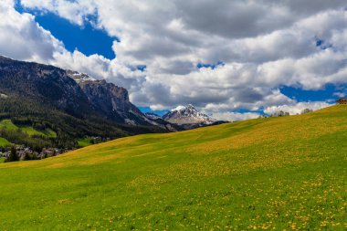Bahar güneşinde Alp çayırı.