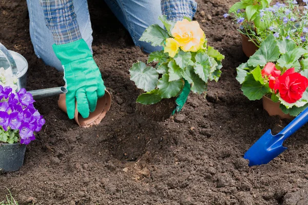 Plantando Flores Casa Jardim — Fotografia de Stock