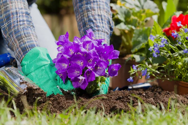 Plantando flores na casa do jardim — Fotografia de Stock