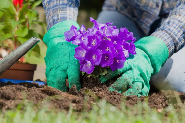 Plantando flores na casa do jardim — Fotografia de Stock