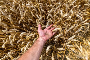 İnsan eli ve buğday alanı