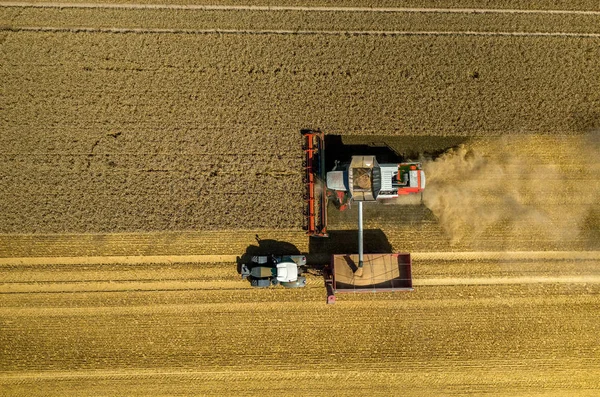 Buğday alanında çalışan birleştirme — Stok fotoğraf