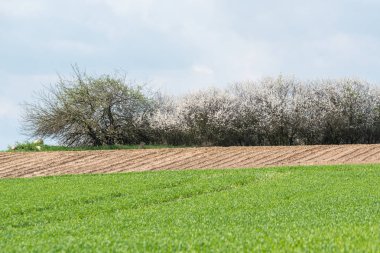 Bush ile sahada çiçekler