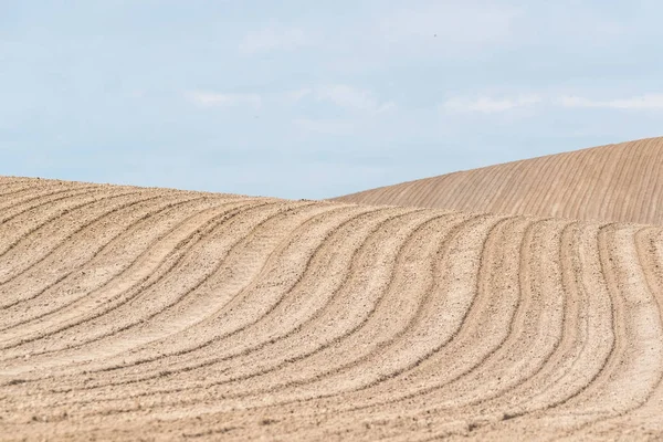 Bruin veld met rijen — Stockfoto