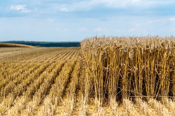 Veld in het zomerseizoen — Stockfoto