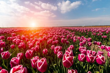Lale alanının üstündeki günbatımı