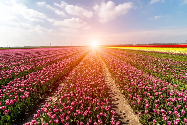 Tramonto sopra il campo dei tulipani Fotografia Stock
