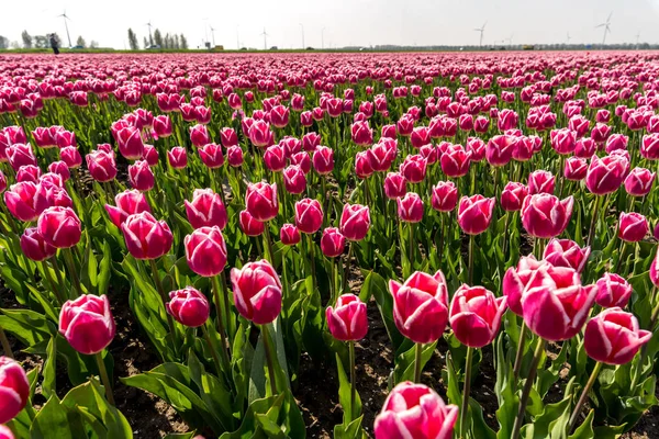 Tulipani sul campo Foto Stock Royalty Free
